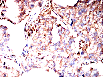 SLC7A5 Antibody