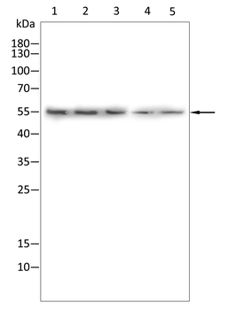 SLC7A5 Antibody