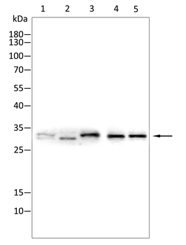 CDKN1C Antibody