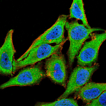 TFAM Antibody