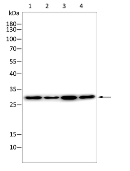 TFAM Antibody