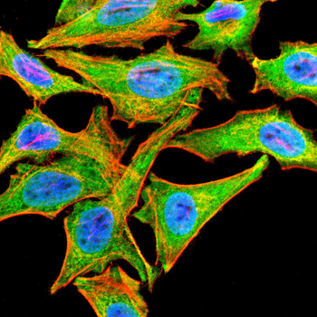 TFAM Antibody