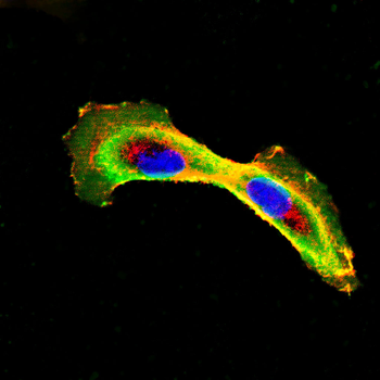 TMEM119 Antibody