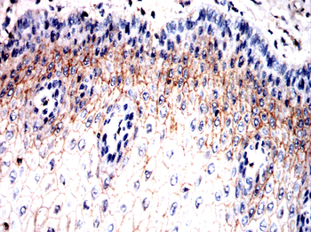 TMEM119 Antibody