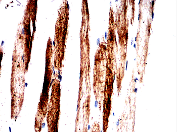 TMEM119 Antibody