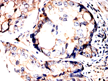 TMEM119 Antibody