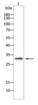 TMEM119 Antibody