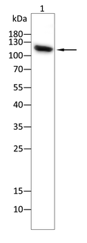 HDAC4 Antibody