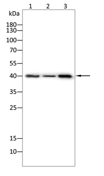 EN1 Antibody