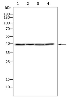 EN1 Antibody