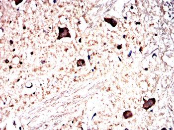 PLP1 Antibody