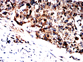 PLP1 Antibody