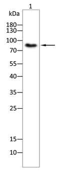 CDH5 Antibody
