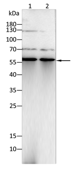 ANGPT2 Antibody