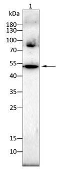 HTR2C Antibody