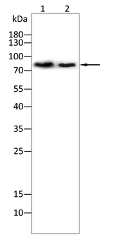 ITGB7 Antibody