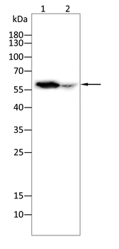 CYP1A1 Antibody
