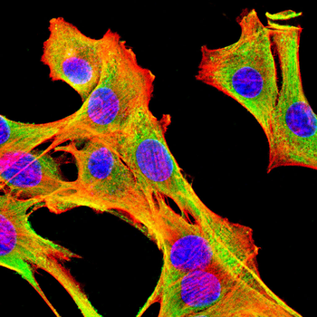 PLP1 Antibody
