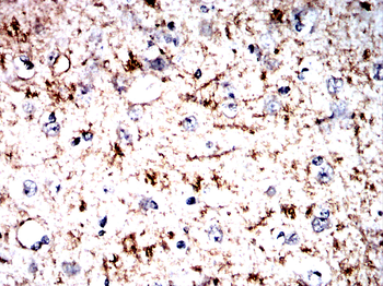 PLP1 Antibody
