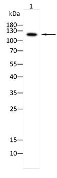 SLC12A1 Antibody