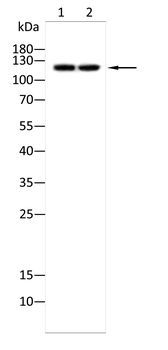 SLC12A1 Antibody