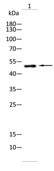 ADRB2 Antibody