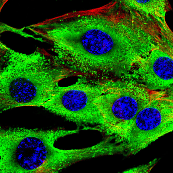 EP300 Antibody