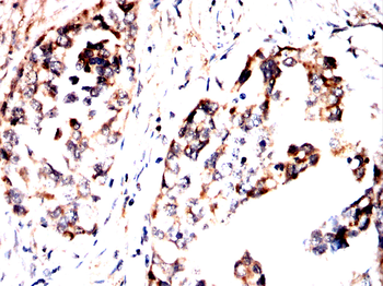 EP300 Antibody