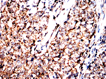 EP300 Antibody