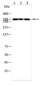 EP300 Antibody