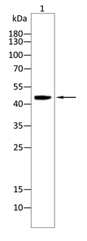 ACOT1 Antibody