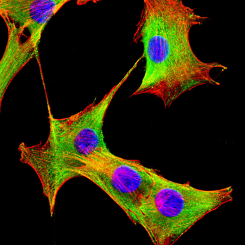 EP300 Antibody