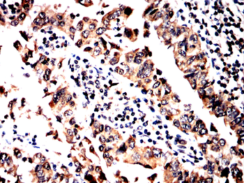 EP300 Antibody