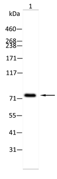 EP300 Antibody