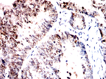 G3BP1 Antibody
