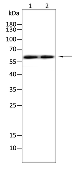 G3BP1 Antibody