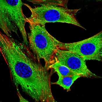 DSP Antibody