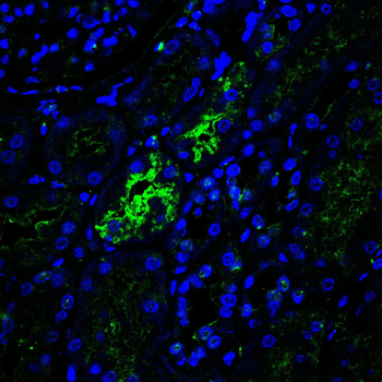 DSP Antibody