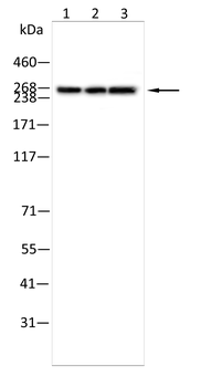 DSP Antibody
