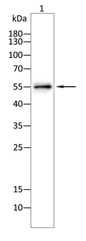 LUM Antibody