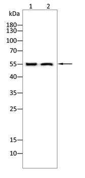 LUM Antibody
