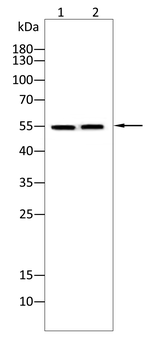 LUM Antibody