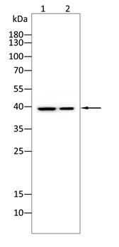 FLT1 Antibody