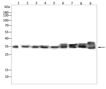 CXCL16 Antibody