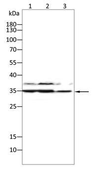 CXCL16 Antibody