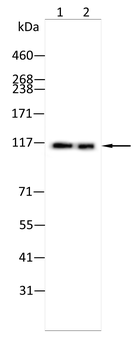 NOTCH1 Antibody