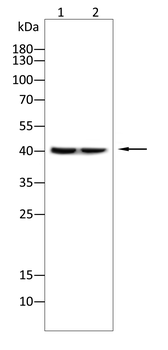 RARA Antibody