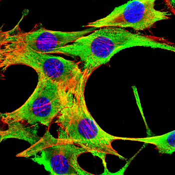 RARA Antibody