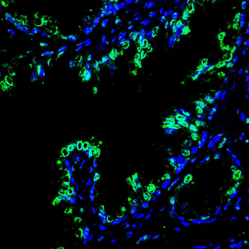RARA Antibody