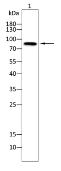 BRD2 Antibody